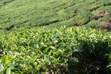 Tea Valley at Cameron Highland, Malaysia. In addition to being the largest tea producers in Malaysia, it is also a popular tourist destination in Malaysia.