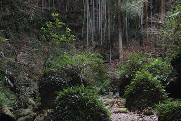 高知県のジブリ伊尾木洞