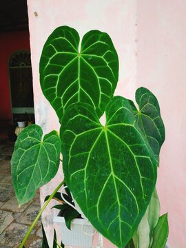 leaves on a wall on february 13, 2021 in aceh, indonesia
