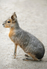 Patagonian mara (Dolichotis patagonum), large rodent in the mara.  Patagonian cavy, Patagonian hare or dillaby. These relatives of guinea pigs are common in the Patagonian steppes of Argentina