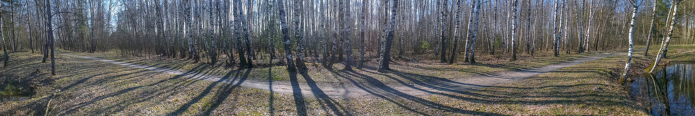Beautiful panorama of a birch forest with a path in early spring