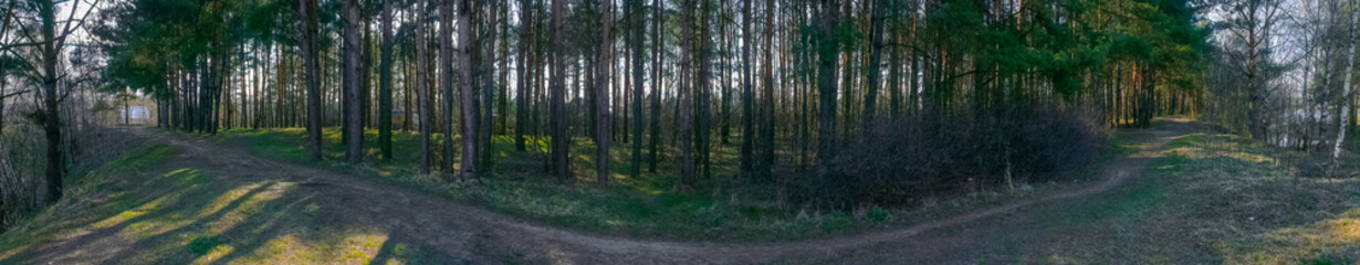 Beautiful panorama of the forest with a path in early spring