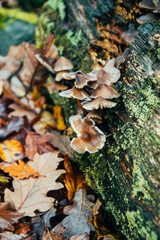 Rama musgo hojas otoño setas