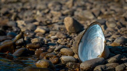 big beautiful shell on the hot ssummer beach