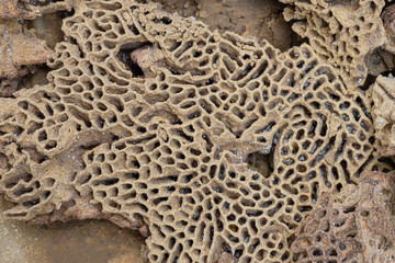 Texture holes termite nests with white larvae and termite eggs