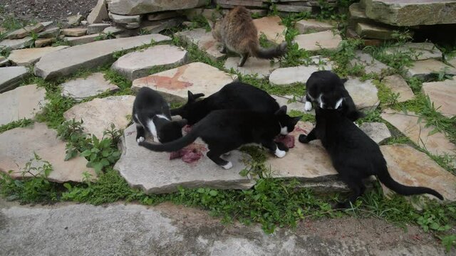 Black and White Puppies Eating Meat on the Rocks in Brazil 
