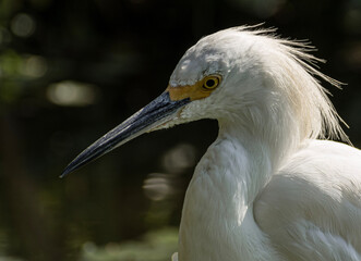 Garza portrait First plane