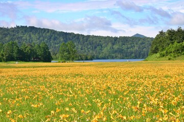 尾瀬大江湿原のニッコウキスゲ