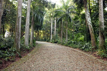Beautiful stone road with dry leaves located in Parque Lage, city of Rio de Janeiro, Brazil.