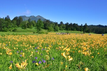 尾瀬大江湿原のニッコウキスゲ