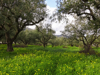 Field of olive trees in Greek village. Greek island in winter period. Olive oil organic 