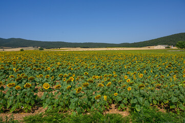 Field with sunflower