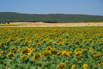 Field with sunflower