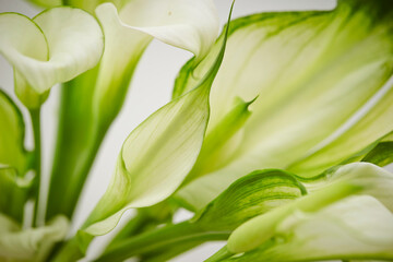 White calla lily in a vase 