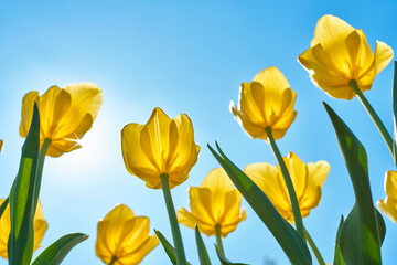 yellow tulips against sky