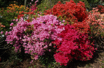 Azalée, azalées japonaises, massif