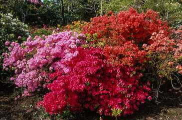 Azalée, azalées japonaises, massif