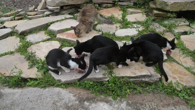 Six Cats Eating Meat on the Rocks in Brazil 