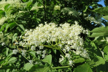 White elderberry flowers on the bush, closeup