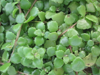 scenic view of fresh green leaves and plants for multipurpose use
