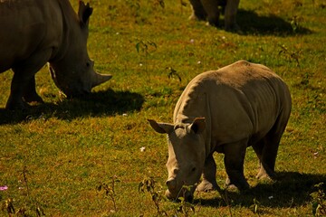 Baby rhino in the wild.