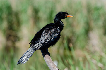 Cormoran africain,.Microcarbo africanus, Reed Cormorant