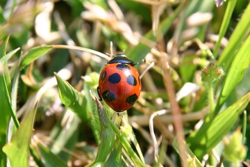 草むらの中のてんとう虫