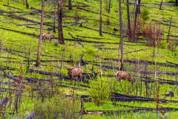 Canadian moose