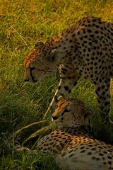  Cheetah in the grass.