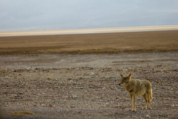 coyote in death valley
