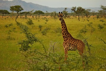 Fototapeta premium giraffe in the wild