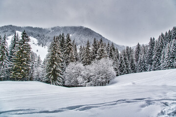 Fototapeta na wymiar forest under the snow