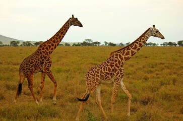 giraffe walking in the savannah