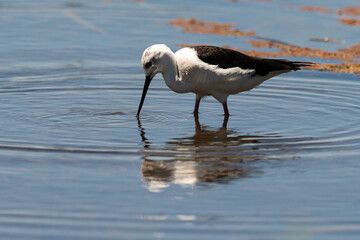 Echasse blanche,  Himantopus himantopus, Black winged Stilt