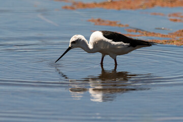 Echasse blanche,  Himantopus himantopus, Black winged Stilt