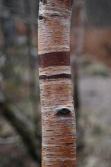 Birch tree