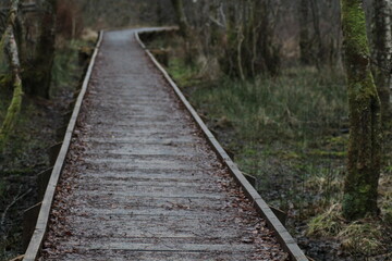 Fototapeta premium Forest trail