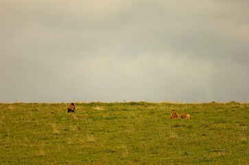 Lions lying down.