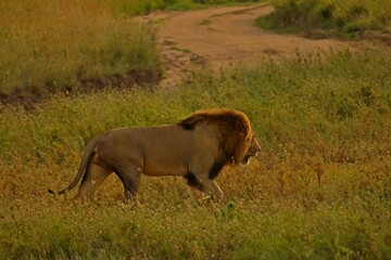 Male lion in the wild