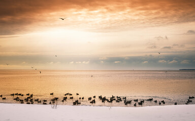 Golden Sunrise at Seabird Sanctuary on Snow Covered Beach
