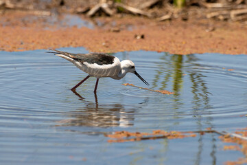Echasse blanche,  Himantopus himantopus, Black winged Stilt