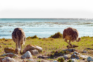 Ostrich Young next to the sea at cape point.