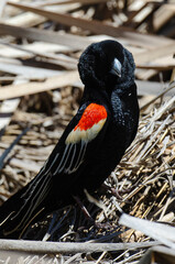 Euplecte à longue queue,.Euplectes progne, Long tailed Widowbird, Afrique du Sud
