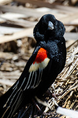 Euplecte à longue queue,.Euplectes progne, Long tailed Widowbird, Afrique du Sud