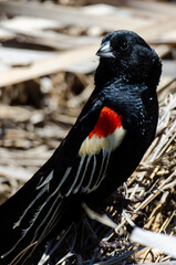Euplecte à longue queue,.Euplectes progne, Long tailed Widowbird, Afrique du Sud