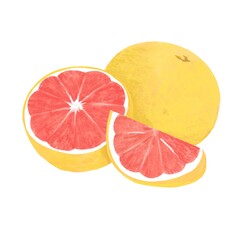 色鉛筆風のグレープフルーツイラスト