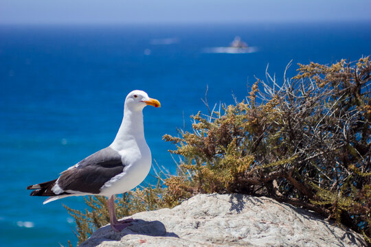 seagull at sea.