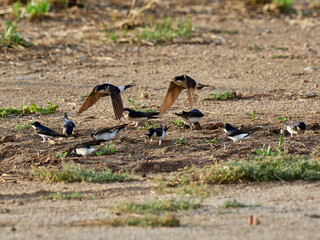 House martin, Delichon urbicum, collecting mud for the nest, Xativa Spain