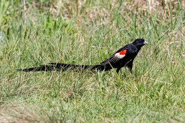 Euplecte à longue queue,.Euplectes progne, Long tailed Widowbird, Afrique du Sud