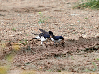 House martin, Delichon urbicum, collecting mud for the nest, Xativa Spain